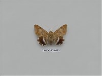 藏品(夜蛾366)的圖片